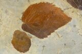 Wide Plate with Five Fossil Leaves (Three Species) - Montana #305982-3